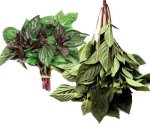 Thai Holy basil is used in many types of dishes including curries, soups, stir-fries, and salads.