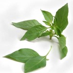 Lemon basil is used in some very specific Thai dishes including khanom chin nam ya.